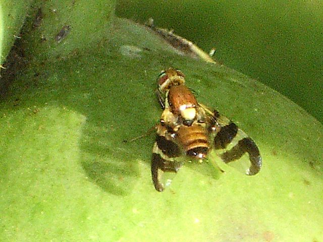 Noyer – Mouche du brou - Jardiner Autrement