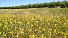 ©Xerces Society for Invertebrate Conservation, JK Cruz. Projet de restauration des prairies indigènes.