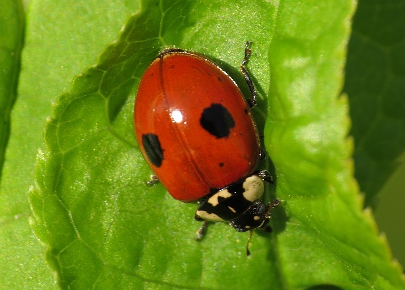 Les points des coccinelles indiquent-ils leur âge ?