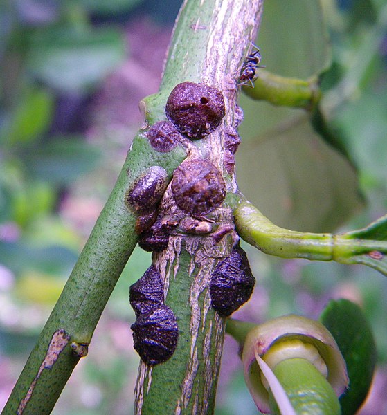 Cochenille noire de l'olivier